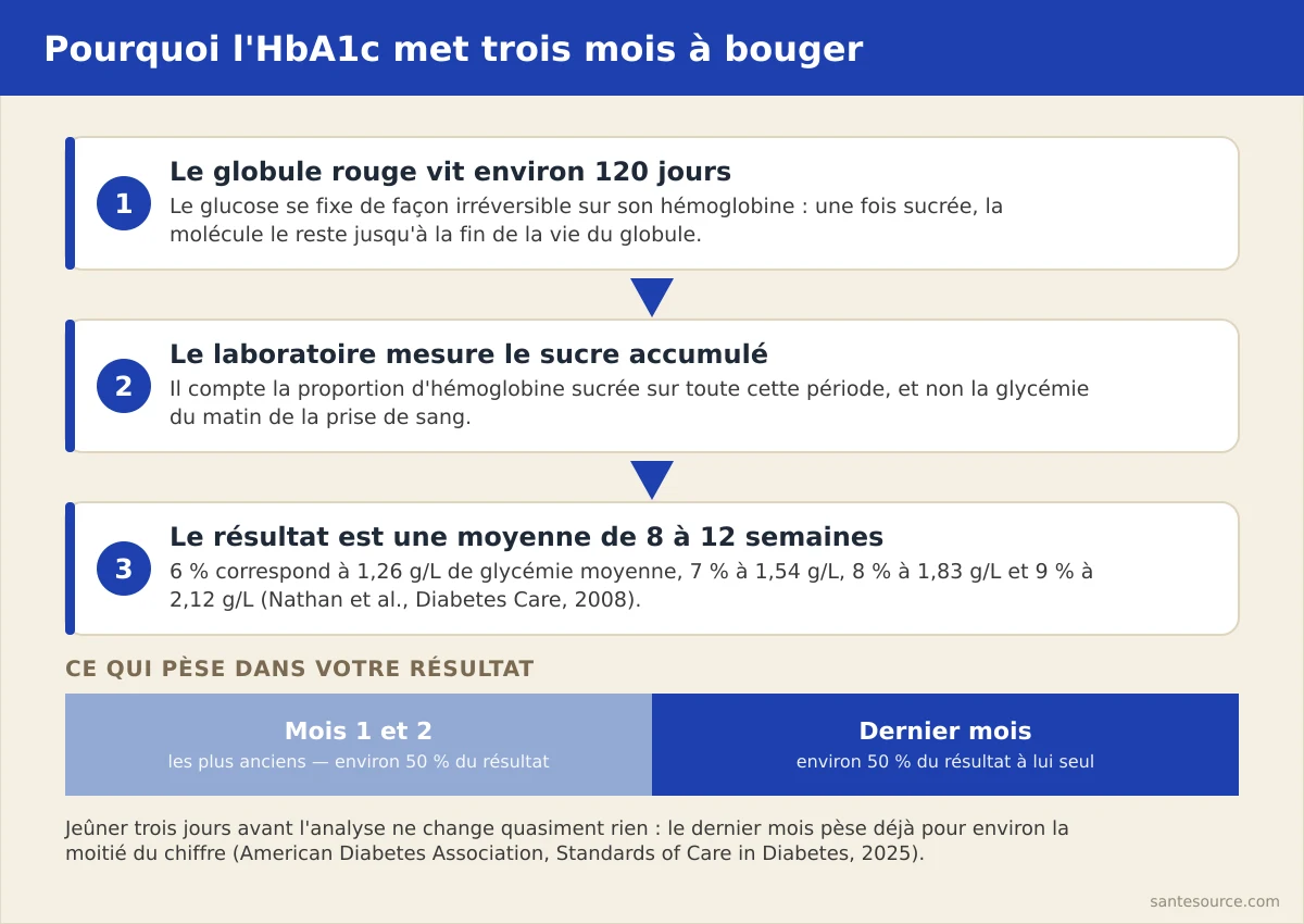 Schéma expliquant que l'hémoglobine glyquée reflète la moyenne des trois derniers mois de glycémie