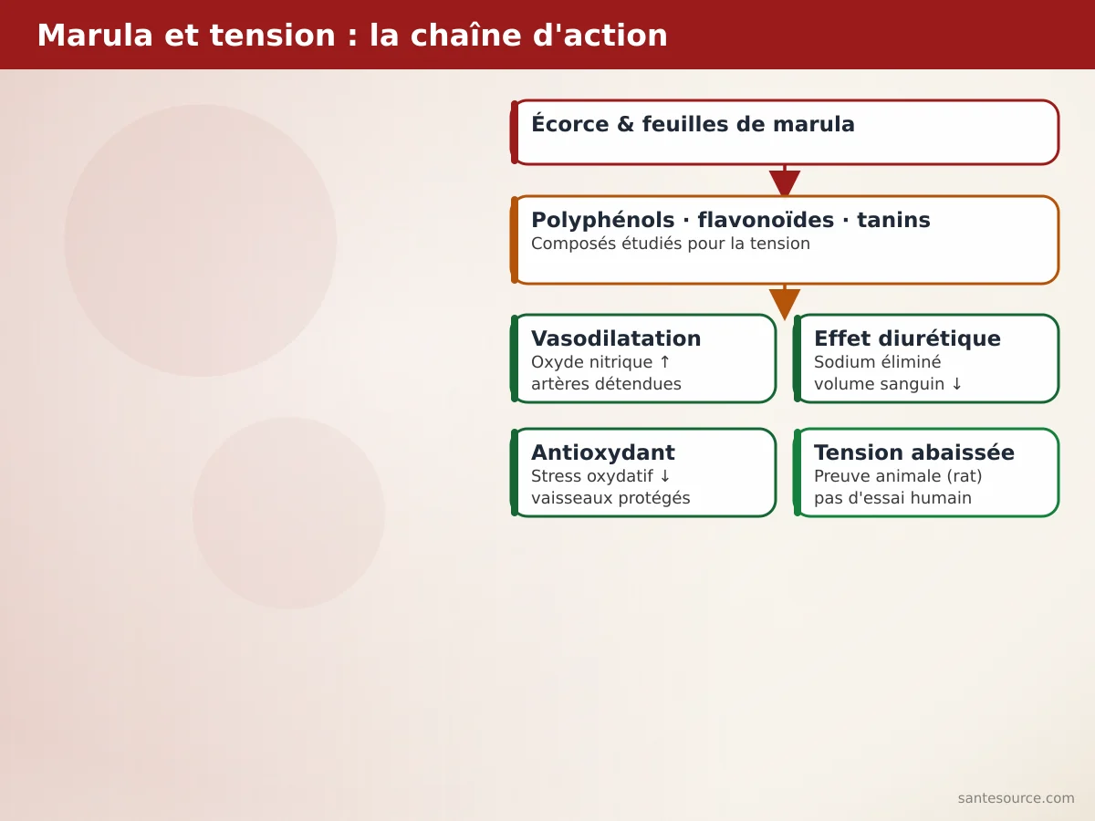 Carte mentale du marula et de la tension : écorce, polyphénols, vasodilatation, effet diurétique, antioxydant, preuve animale