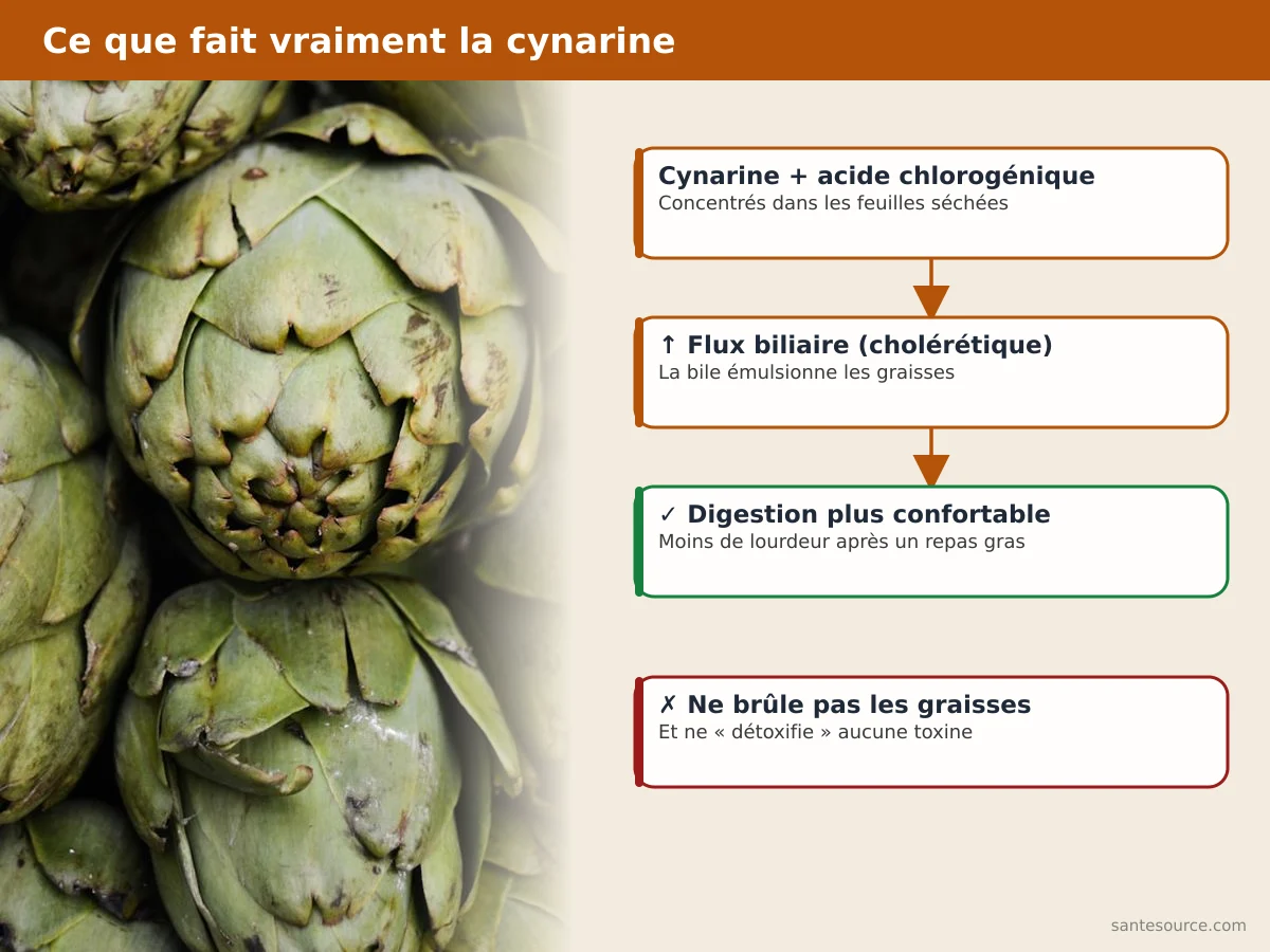 Carte mentale du mode d’action de la cynarine de l’artichaut sur la bile et la digestion