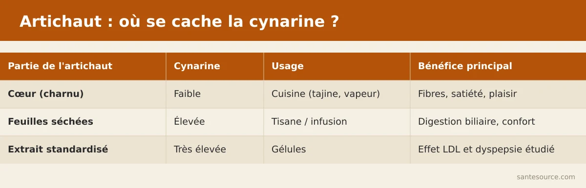 Comparaison feuille d’artichaut riche en cynarine versus cœur d’artichaut consommé en cuisine