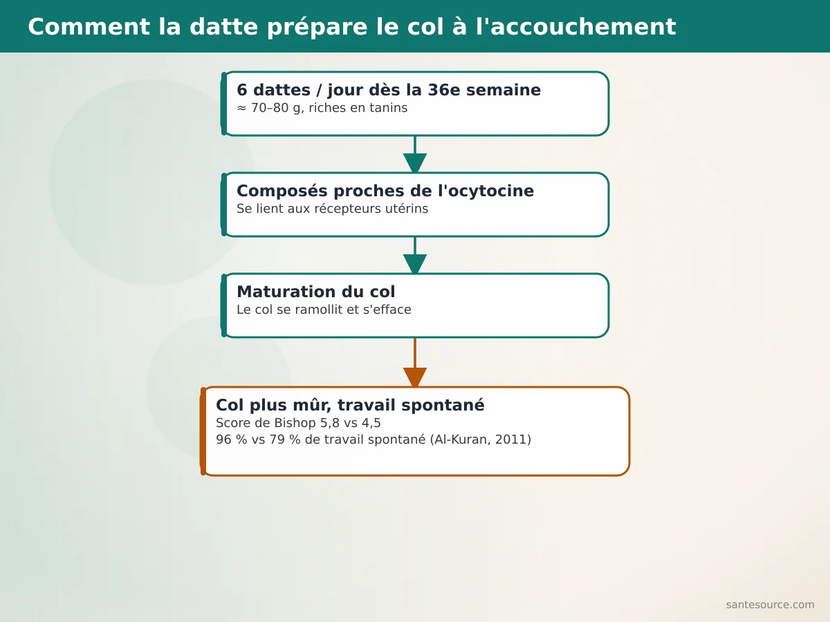 Schéma montrant comment les composés de la datte agissent sur la maturation du col de l'utérus en fin de grossesse