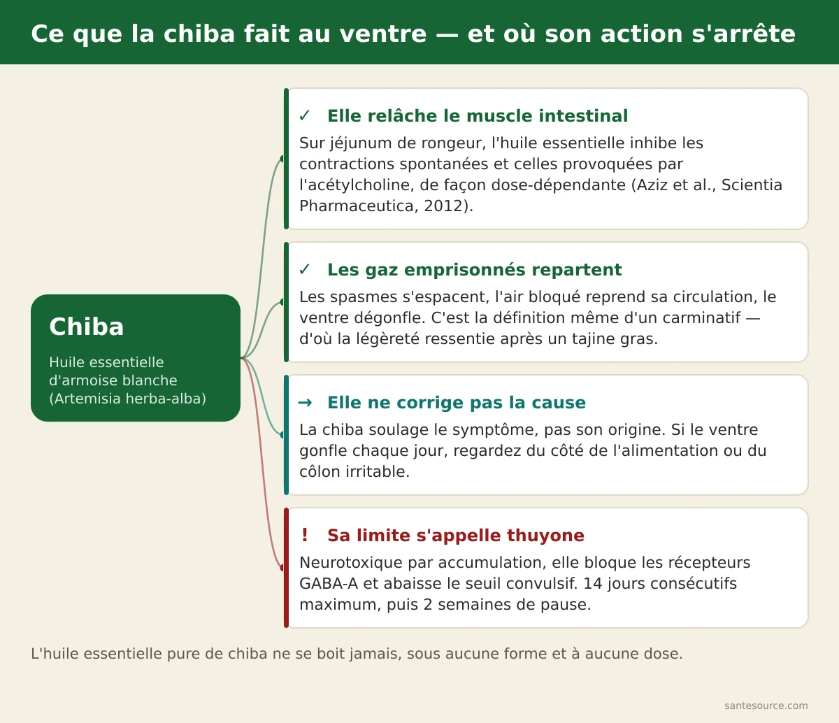Carte mentale de l'action de la chiba sur le ventre gonflé : relâchement du muscle intestinal, libération des gaz, limite de la thuyone