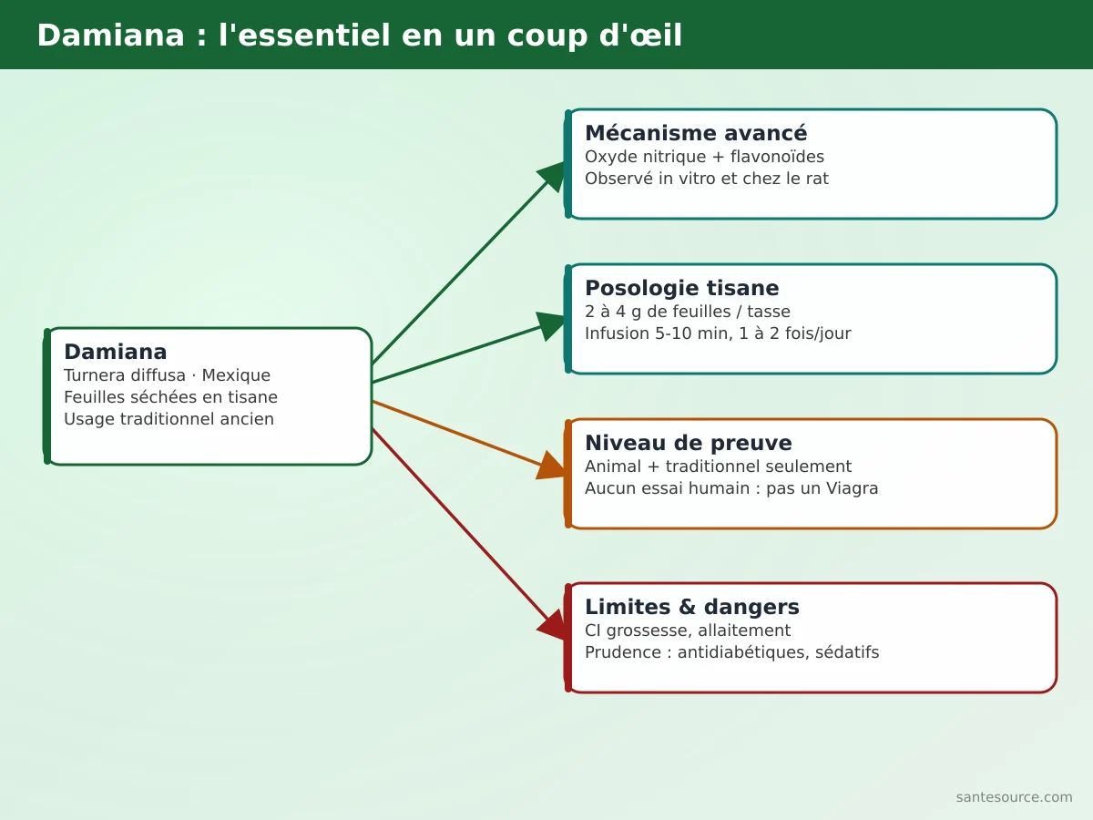 Carte mentale de la damiana : origine mexicaine, mécanisme oxyde nitrique, posologie en tisane et limites scientifiques