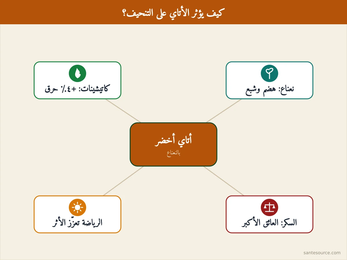 خريطة ذهنية تلخّص كيف يدعم أتاي الأخضر بالنعناع التنحيف عبر الكاتيشينات والنعناع مع تحذير السكر