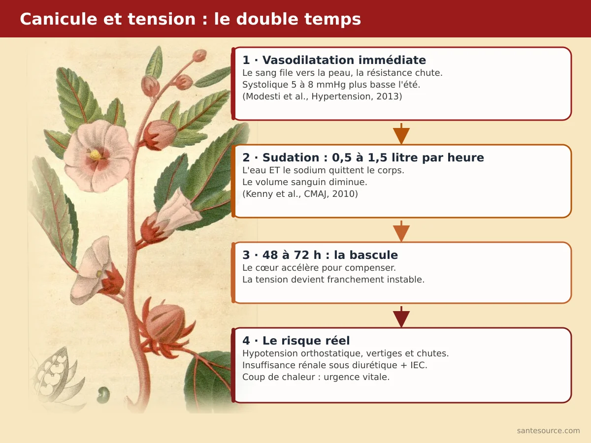 Schéma du double effet de la chaleur sur la tension artérielle : vasodilatation puis déshydratation