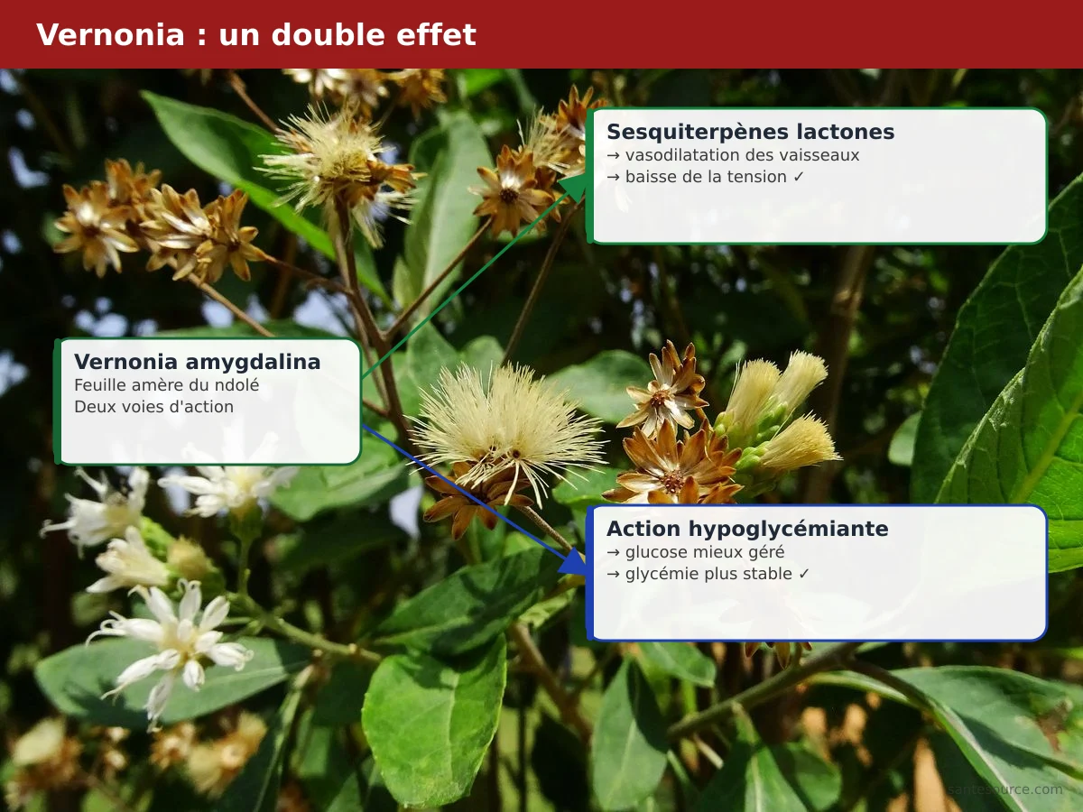 Schéma du double mécanisme de la Vernonia amygdalina : sesquiterpènes-lactones vasodilatateurs sur les vaisseaux et action hypoglycémiante sur le glucose