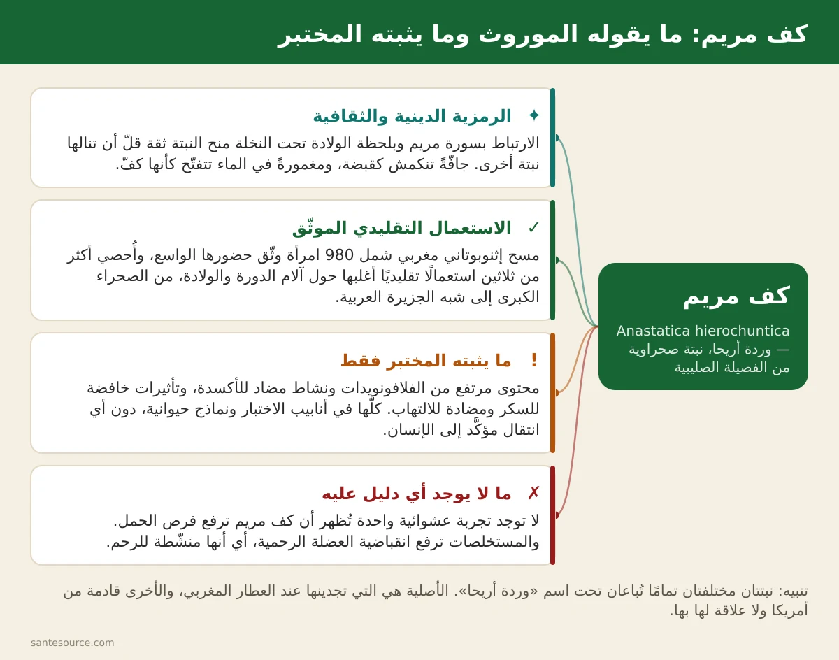 خريطة ذهنية لعشبة كف مريم: الرمزية الدينية، الاستعمال التقليدي بالمغرب، والمعطيات المخبرية مقابل غياب الدليل السريري