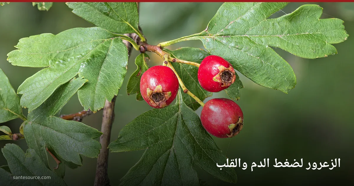 ثمار الزعرور الحمراء وأوراقه المفصّصة على الغصن — نبتة تُستعمل في المغرب لتقوية عضلة القلب ودعم ضغط الدم