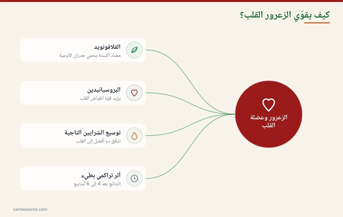 خريطة ذهنية لآلية عمل الزعرور على عضلة القلب: الفلافونويد، البروسيانيدين وتوسيع الشرايين التاجية