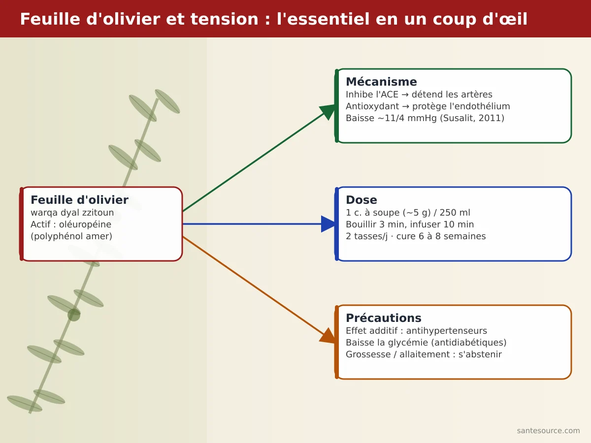 Carte mentale de la feuille d'olivier contre la tension : oléuropéine, dose de tisane et précautions
