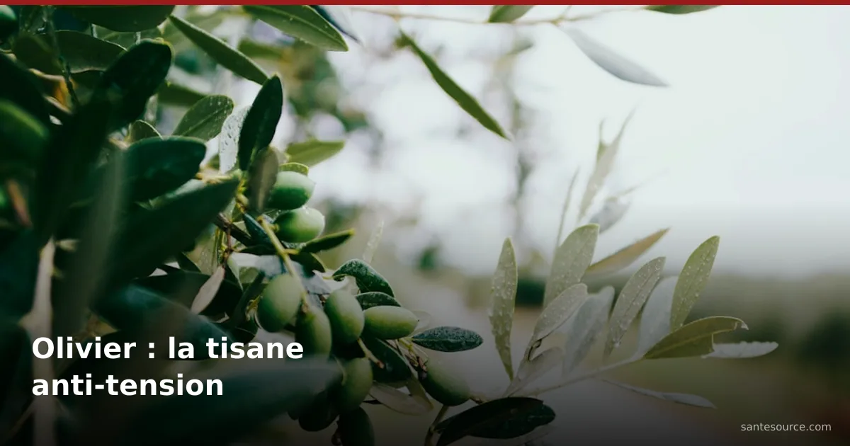 Branche d'olivier chargée d'olives vertes et de feuilles argentées, illustrant la tisane de feuille d'olivier (warqa dyal zzitoun) contre la tension artérielle au Maroc