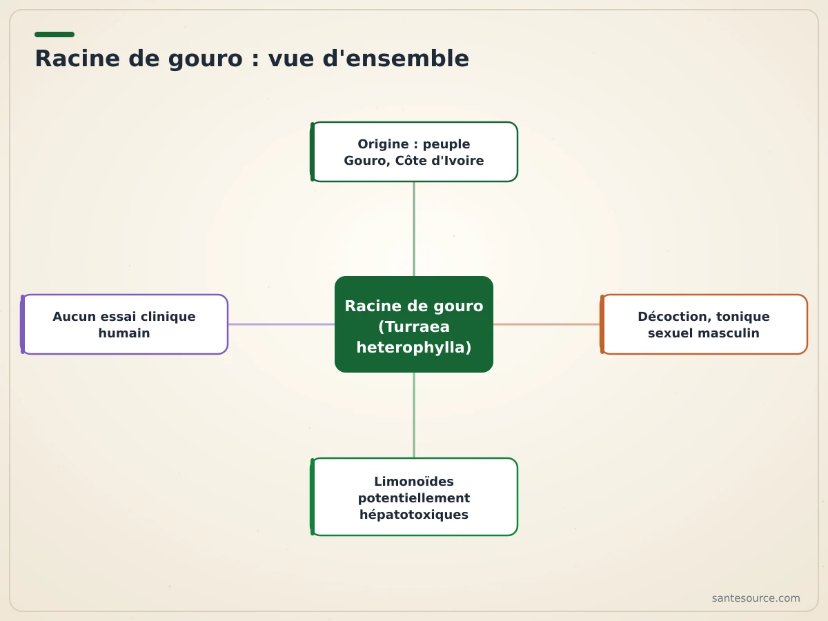 Carte mentale de la racine de gouro : origine ivoirienne, usage traditionnel, composés et limites scientifiques