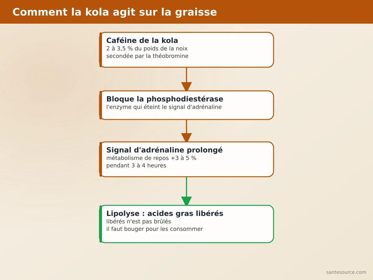 Schéma du mécanisme d'action de la caféine de la noix de kola sur la lipolyse et le métabolisme