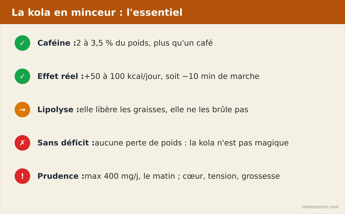 Récapitulatif des effets minceur de la noix de kola : caféine, lipolyse, déficit calorique et précautions cardiaques