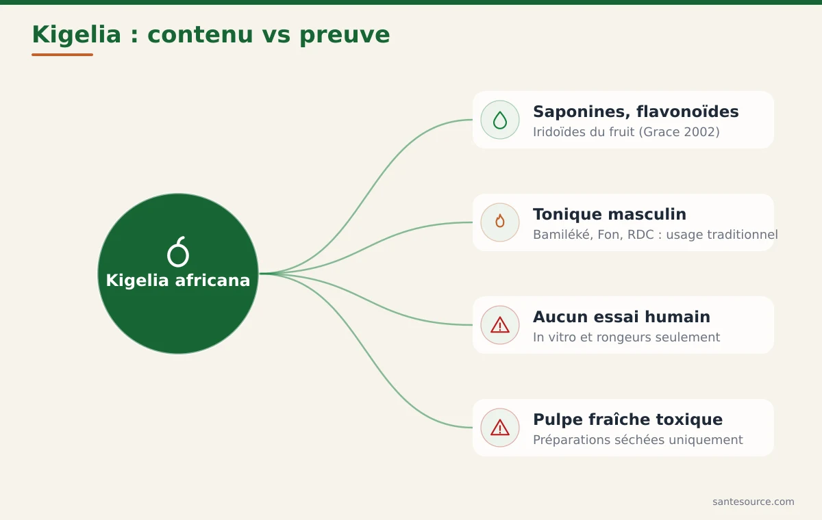 Carte mentale du Kigelia africana : saponines, usage traditionnel masculin et absence de preuve clinique sur la testostérone