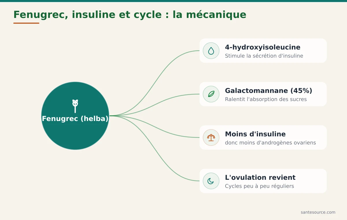 Carte mentale reliant la helba, la 4-hydroxyisoleucine et le galactomannane à la baisse de l'insuline et à la régularisation du cycle dans le SOPK