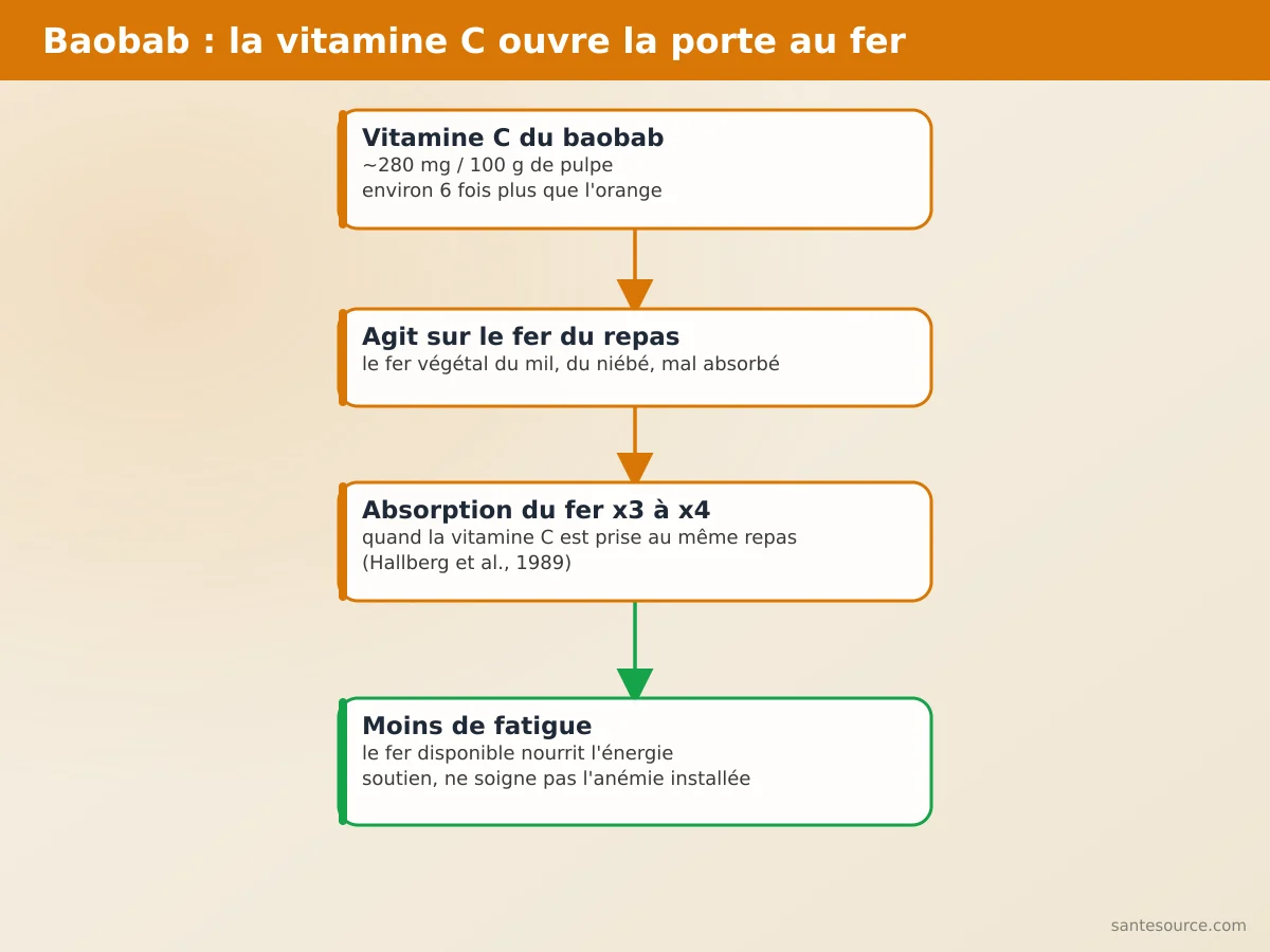 Schéma montrant comment la vitamine C de la poudre de baobab améliore l'absorption du fer et réduit la fatigue