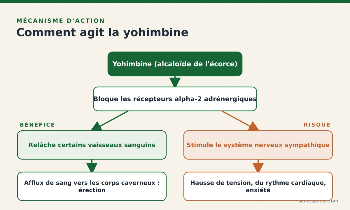Schéma du mécanisme d'action de la yohimbine sur les récepteurs alpha-2 et l'afflux sanguin