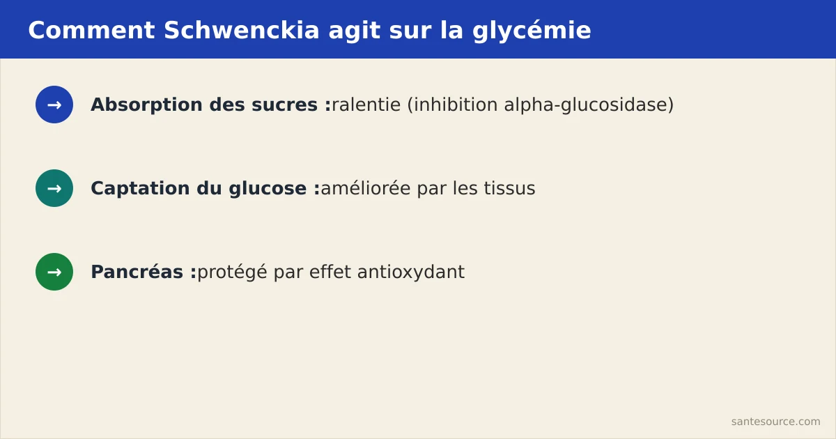 Carte mentale des trois mécanismes par lesquels Schwenckia americana soutient la glycémie chez le diabétique