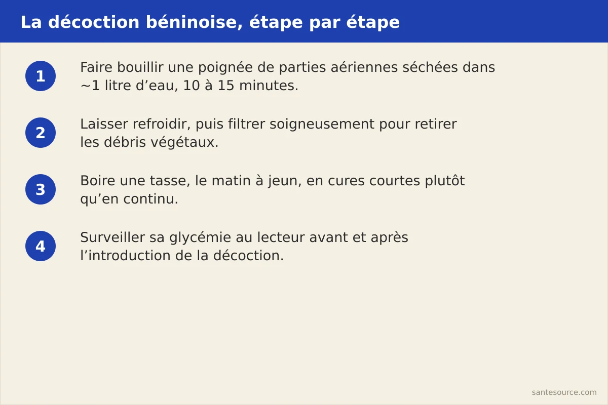 Étapes de préparation de la décoction de Schwenckia americana : ébullition, refroidissement, filtration, prise du matin