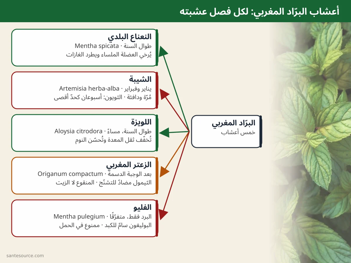خريطة ذهنية لأعشاب الأتاي المغربي الخمس: النعناع، الشيبة، اللويزة، الزعتر، الفليو وموسم كل واحدة