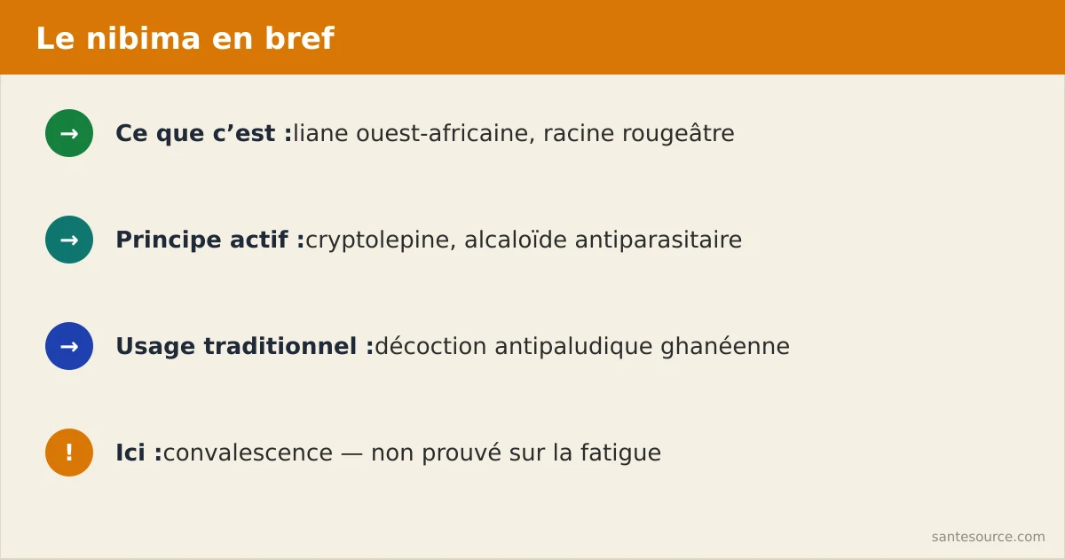 Carte mentale du Cryptolepis sanguinolenta nibima : racine, alcaloïde cryptolepine, usage antipaludique traditionnel et rôle de convalescence post-paludisme