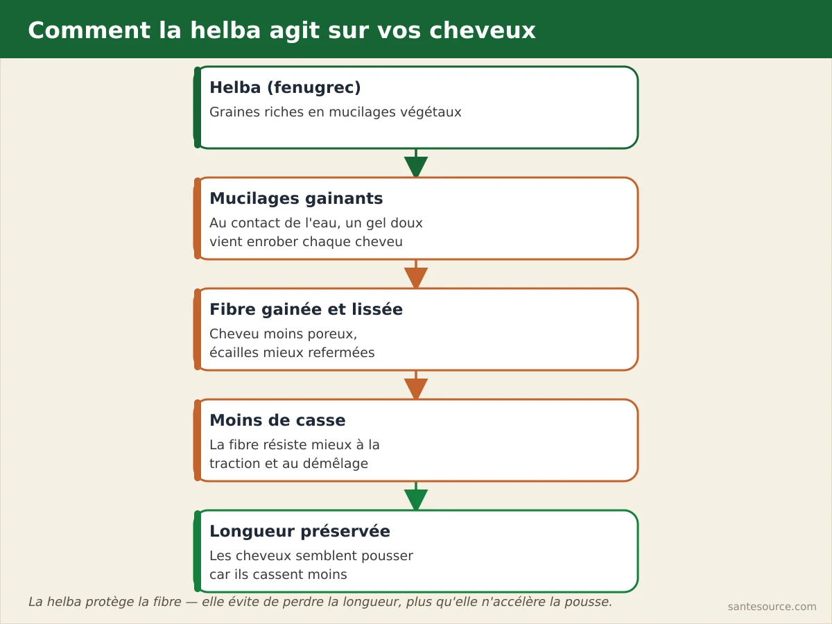 Carte mentale du mécanisme du fenugrec sur les cheveux : mucilages gainants, réduction de la casse, longueur préservée