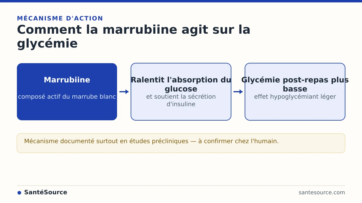 Schéma du mécanisme de la marrubiine du marrube blanc Merriwa sur l'absorption du glucose et la sécrétion d'insuline