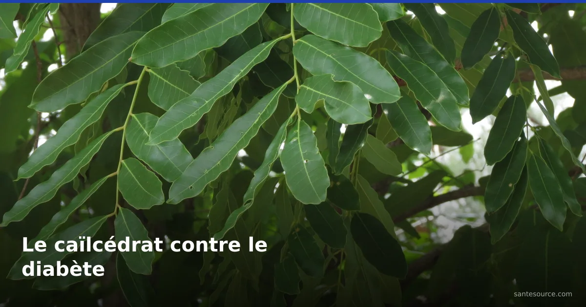 Feuillage du caïlcédrat (Khaya senegalensis), arbre médicinal du Sahel utilisé contre le diabète
