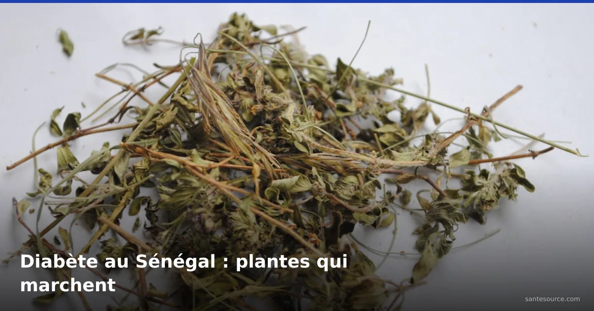 Plantes médicinales séchées utilisées au Sénégal pour traiter le diabète naturellement