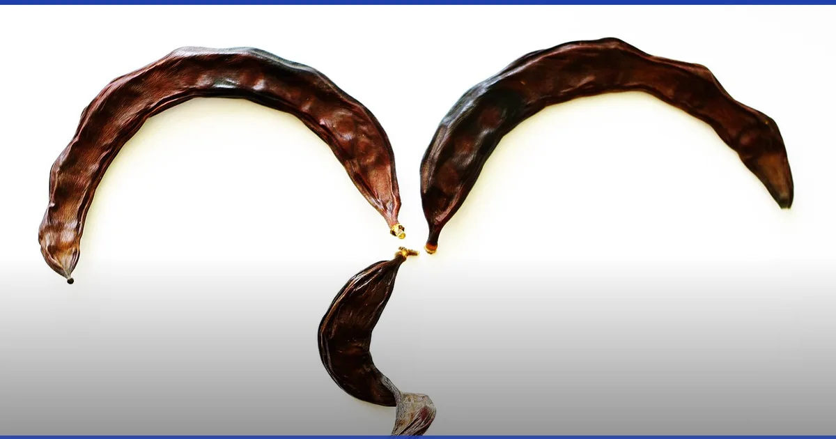 قرون الخروب البنية الجافة (Ceratonia siliqua)، بديل طبيعي للسكر لمريض السكري