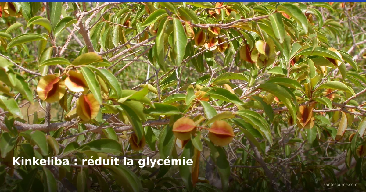 Branches de kinkeliba avec feuilles vertes et fruits ailés dorés, plante sénégalaise pour réduire la glycémie du diabète