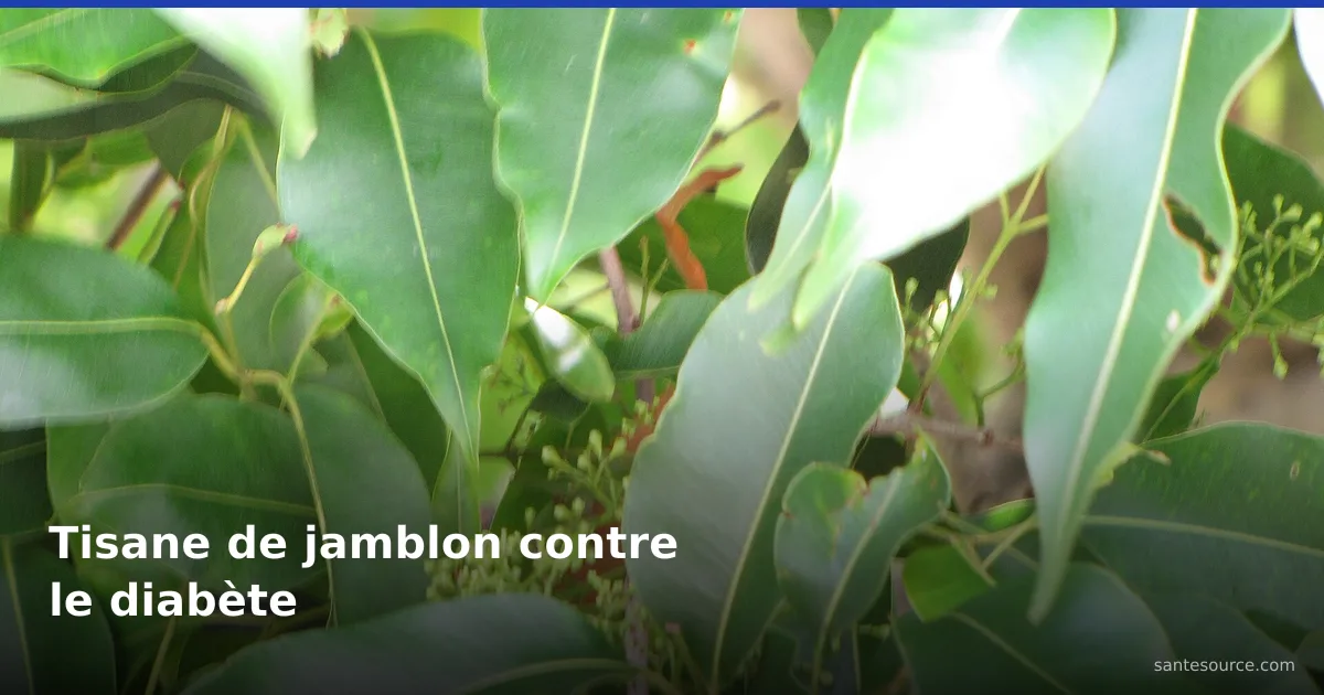 Feuilles de jamblon (Syzygium cumini), plante employée en tisane contre le diabète au Togo