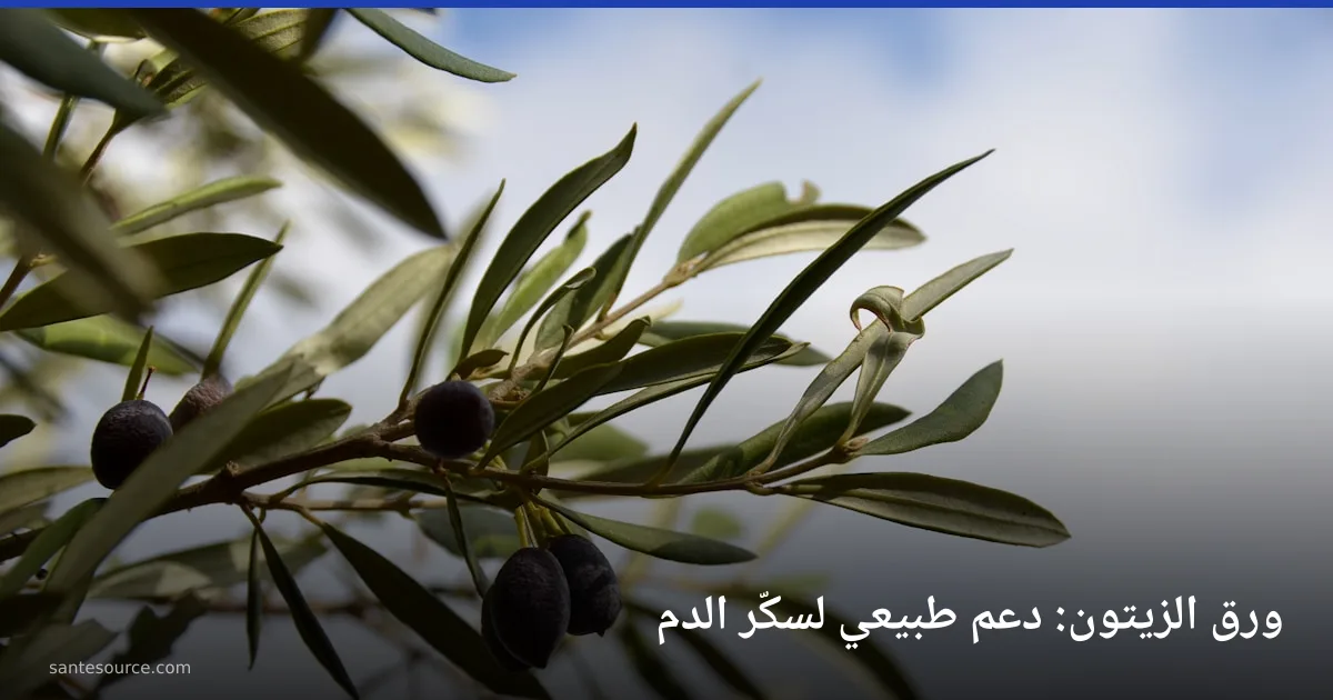 غصن زيتون بأوراقه الخضراء الطويلة وثماره الداكنة على خلفية السماء
