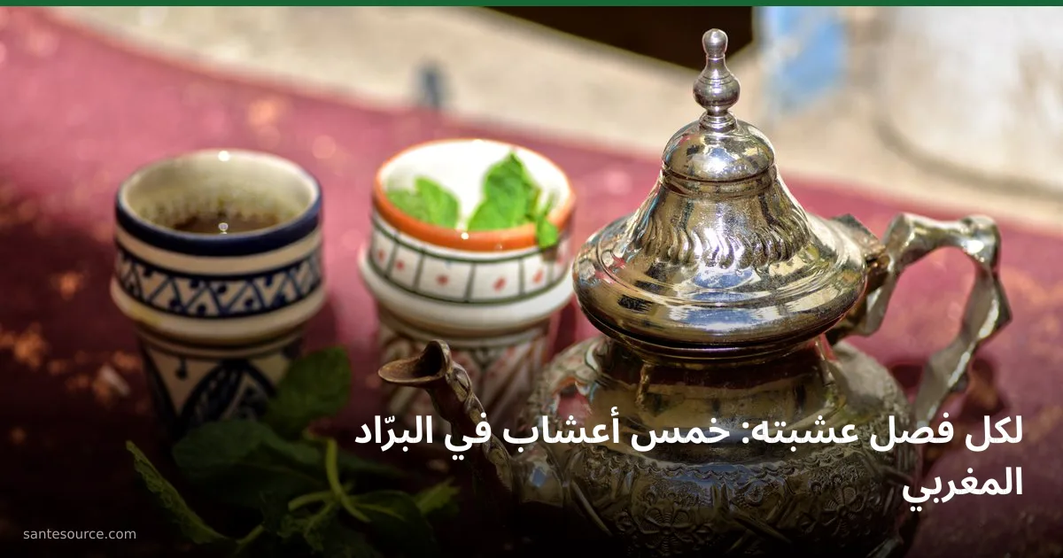 برّاد أتاي مغربي فضّي مع كأسين مزخرفين وغصن نعناع طريّ، أعشاب الشاي المغربي وأثرها في الهضم