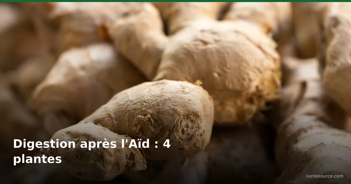Rhizomes de gingembre frais, plante digestive contre les lourdeurs après l'Aïd
