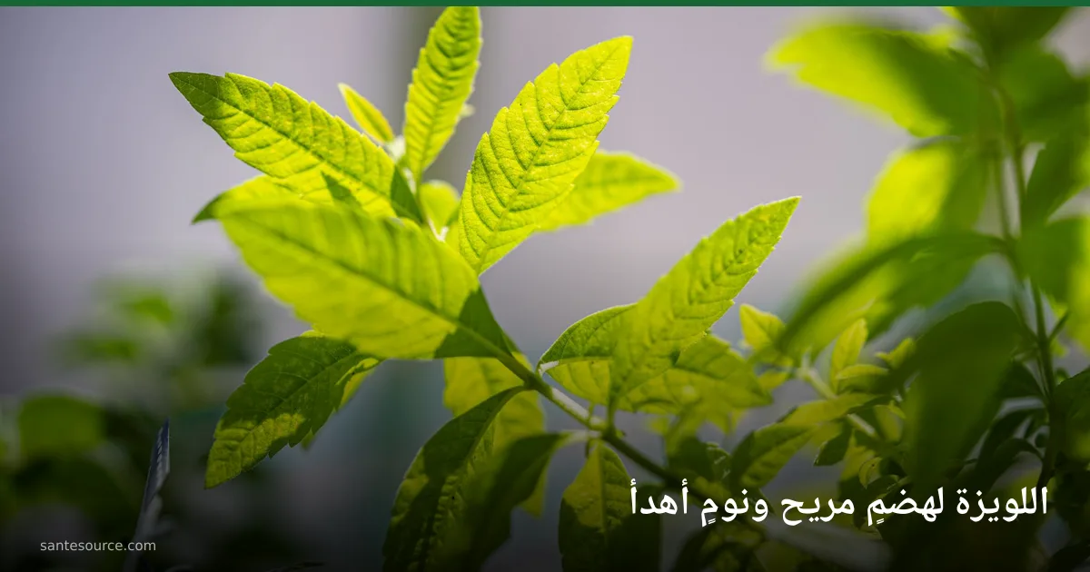 أوراق اللويزة الخضراء الطازجة تحت ضوء الشمس، نبتة طبيعية لدعم الهضم والقولون العصبي والنوم الهادئ
