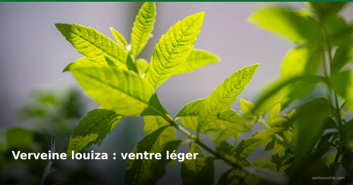 Feuilles fraîches de verveine louiza rétroéclairées, plante digestive apaisante pour le ventre et le sommeil