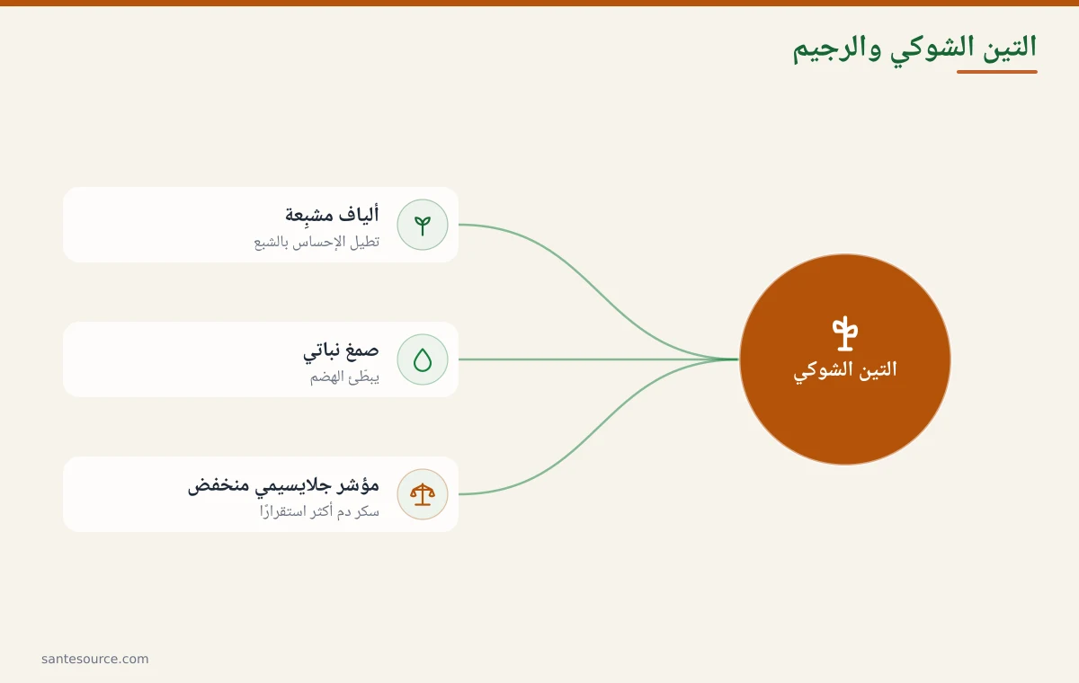خريطة ذهنية تلخّص كيف يساعد التين الشوكي في الرجيم عبر الألياف والصمغ والمؤشر الجلايسيمي المنخفض