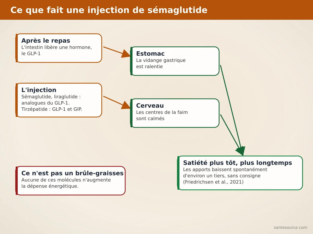 Schéma du mécanisme des analogues du GLP-1 : ralentissement de la vidange gastrique et signal de satiété au cerveau