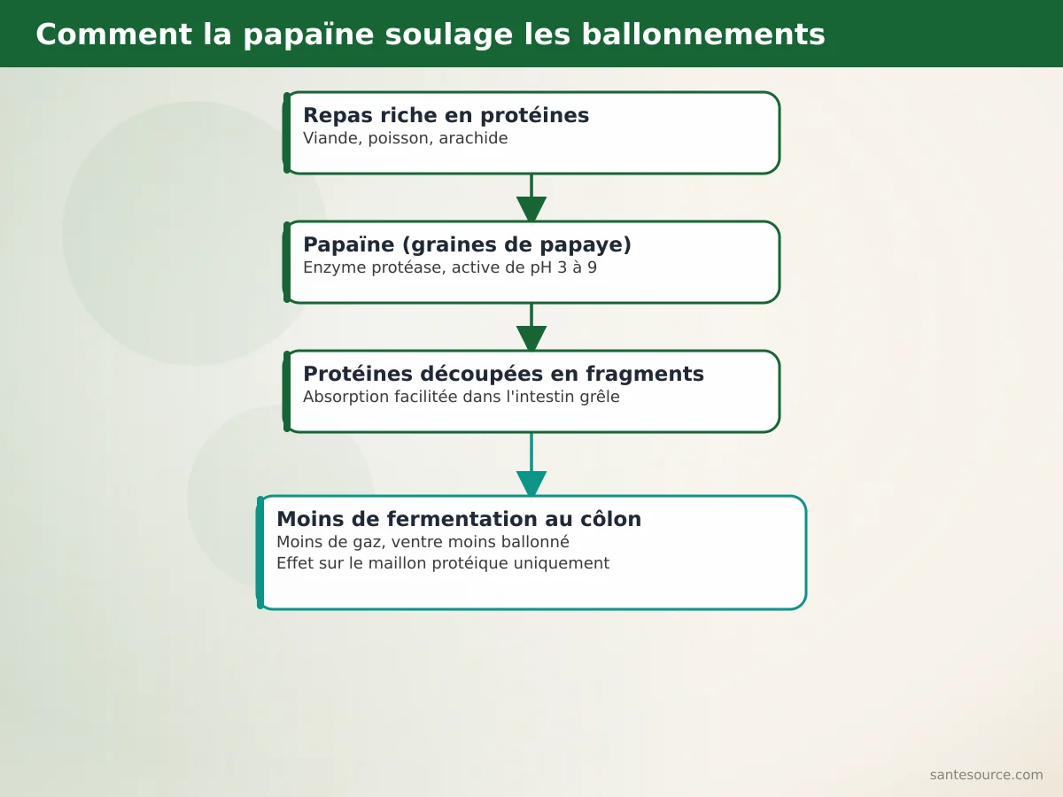Schéma du parcours de la papaïne qui découpe les protéines du repas et réduit la fermentation responsable des ballonnements