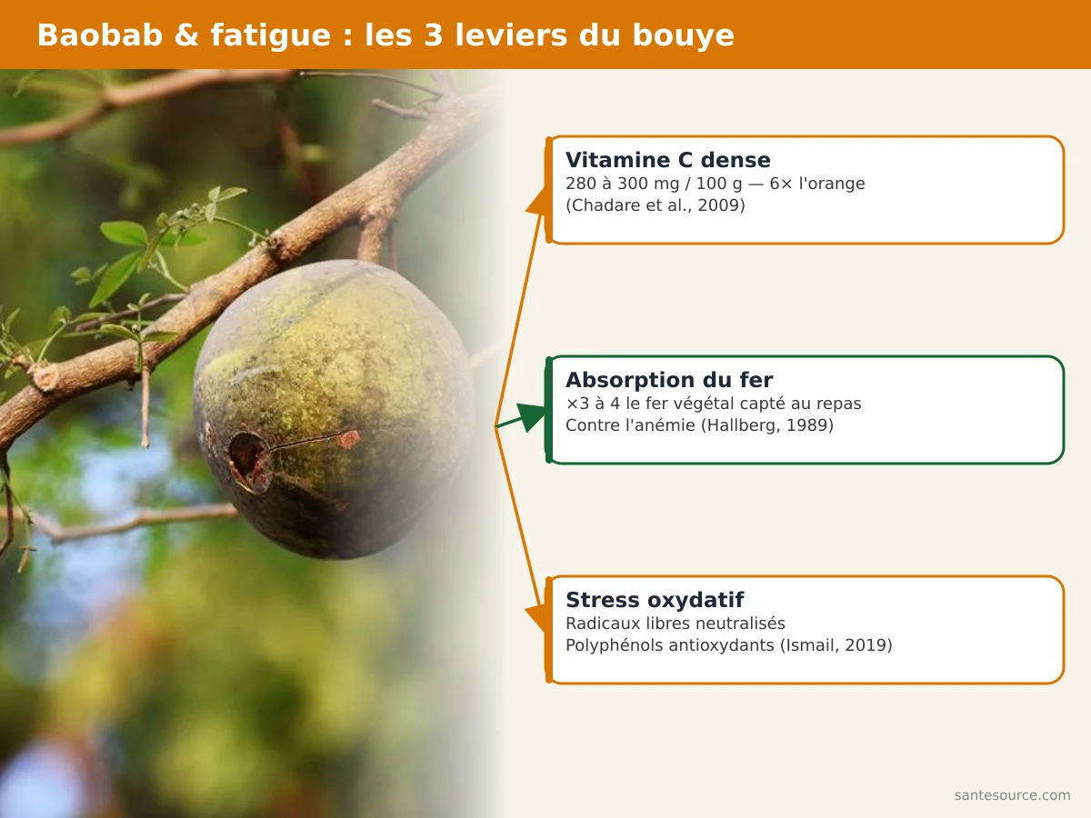 Carte mentale : le baobab contre la fatigue, avec vitamine C, absorption du fer et stress oxydatif reliés au jus de bouye