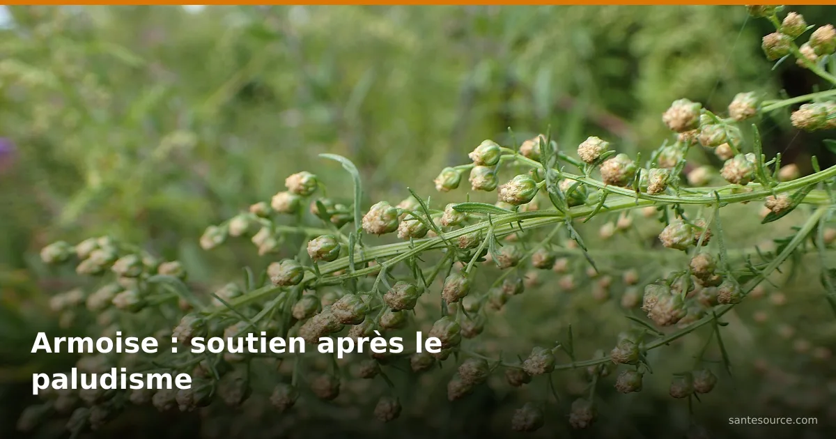 Branche d'Artemisia annua en fleur, plante de l'armoise utilisée en accompagnement après le paludisme