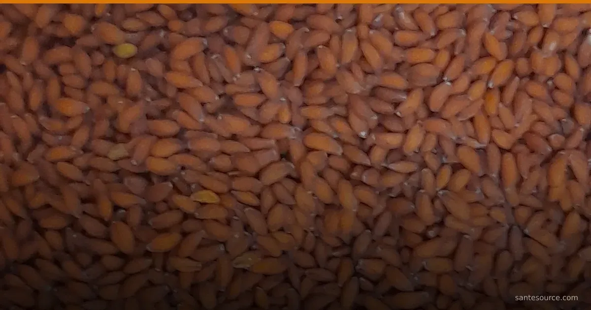 بذور حب الرشاد الحمراء الغنية بالحديد لمحاربة التعب واستعادة الطاقة في المغرب