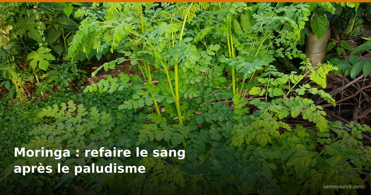 Feuillage vert du moringa (Moringa oleifera), source de fer contre l'anémie post-paludisme en RDC