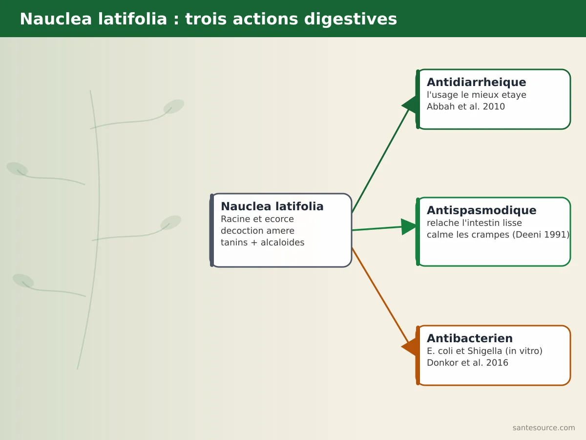 Carte mentale des usages digestifs de Nauclea latifolia : antidiarrhéique, antispasmodique et antibactérien avec leurs sources