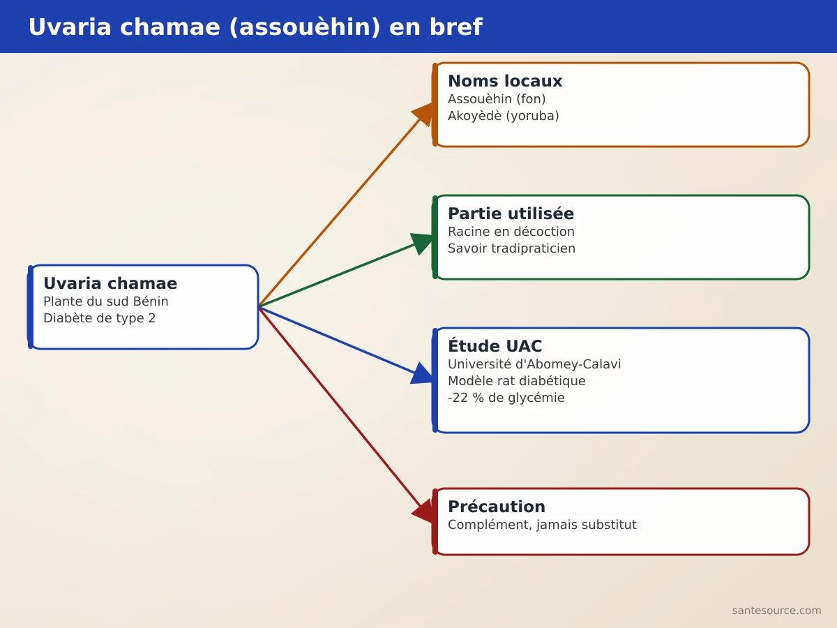 Carte mentale de l'uvaria chamae au Bénin : noms locaux assouèhin et akoyèdè, partie racine, usage tradipraticien et étude UAC