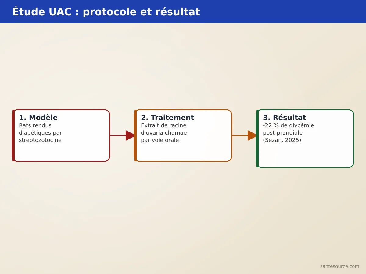 Schéma du protocole de l'Université d'Abomey-Calavi : rats rendus diabétiques par streptozotocine puis baisse de 22 % de la glycémie post-prandiale avec l'extrait de racine