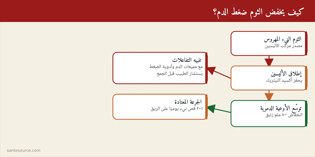 خريطة ذهنية تلخّص كيف يخفض الثوم ضغط الدم عبر الأليسين والجرعة الآمنة والتفاعلات الدوائية