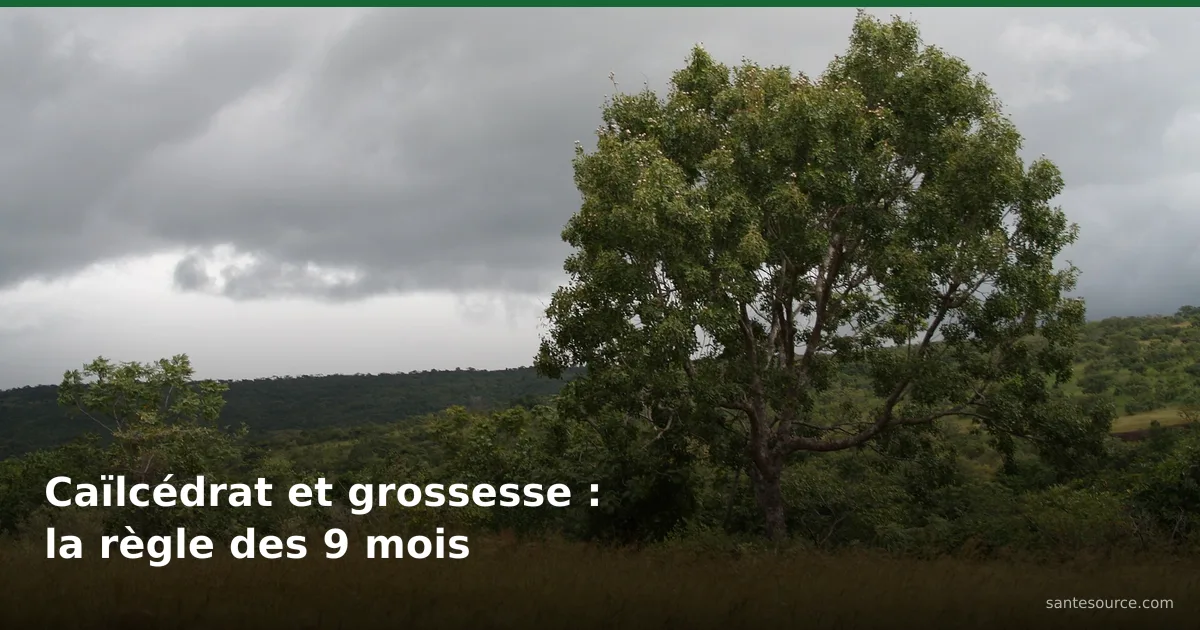 Caïlcédrat (Khaya senegalensis) en fleur dans la savane burkinabè, écorce déconseillée pendant la grossesse